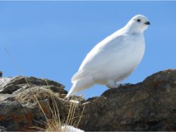 White-tailed Ptarmigan